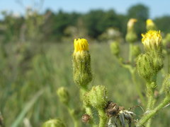 Sonchus palustris