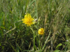 Sonchus palustris