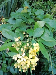 Senna hayesiana