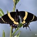 Magnificent Swallowtail - Photo (c) Antonio Robles, some rights reserved (CC BY-NC-SA), uploaded by Antonio Robles