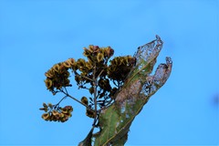 Machaonia erythrocarpa