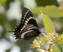 Papilio scamander grayi