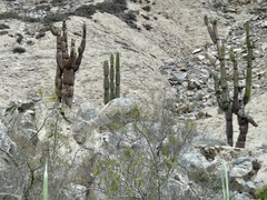 Armatocereus procerus