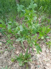 Lactuca serriola