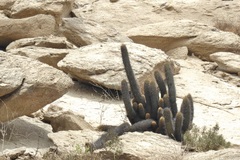 Haageocereus pseudomelanostele