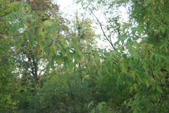 Acer negundo
