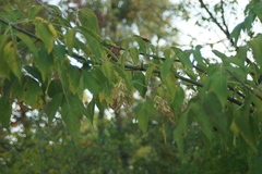 Acer negundo