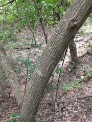 Tilia americana caroliniana