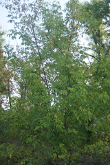 Acer negundo