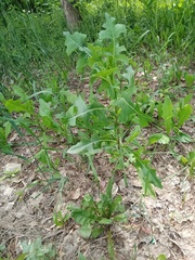 Lactuca serriola