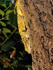 Hemidactylus maculatus