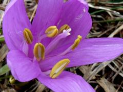 Colchicum bulbocodium