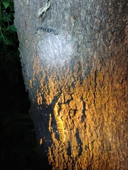 Hemidactylus maculatus