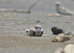 Chordeiles rupestris