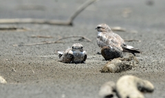 Chordeiles rupestris