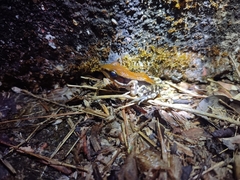 Hydrophylax bahuvistara