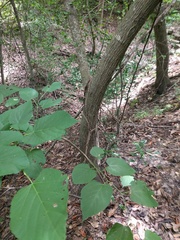 Tilia americana caroliniana