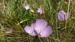 Calochortus uniflorus