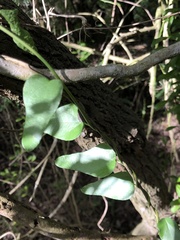 Cocculus diversifolius