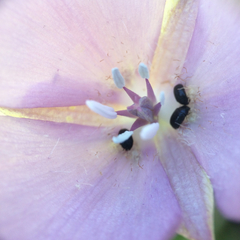 Calochortus uniflorus