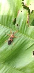 Pyrrhosphodrus militaris
