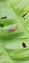 Pyrrhosphodrus militaris