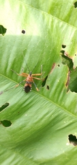 Pyrrhosphodrus militaris