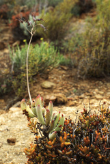 Crassula brevifolia