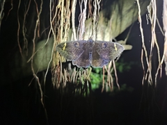 Erebus hieroglyphica