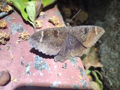 Erebus hieroglyphica