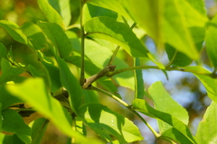 Fraxinus pennsylvanica