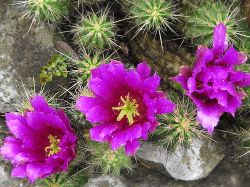 Echinocereus viereckii