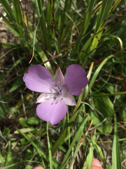 Calochortus uniflorus