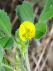 Medicago truncatula