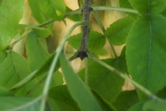 Fraxinus pennsylvanica