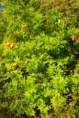 Fraxinus pennsylvanica