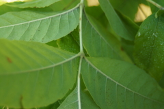 Fraxinus pennsylvanica