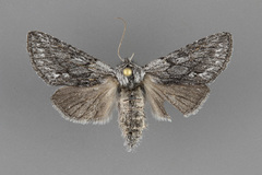 Pleromelloida arizonata