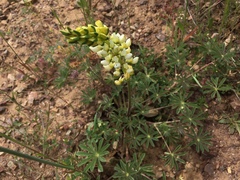 Lupinus densiflorus
