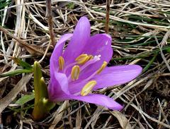 Colchicum bulbocodium