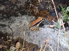 Hydrophylax bahuvistara