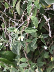 Lantana canescens
