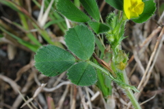 Medicago truncatula