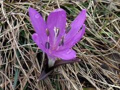Colchicum bulbocodium