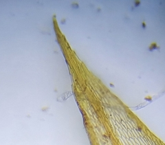 Imbribryum subapiculatum