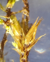 Imbribryum subapiculatum