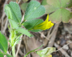 Medicago truncatula