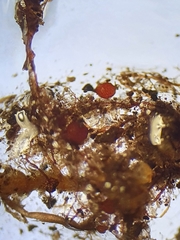 Imbribryum subapiculatum