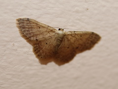 Idaea pilosata