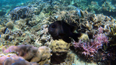 Neoglyphidodon melas